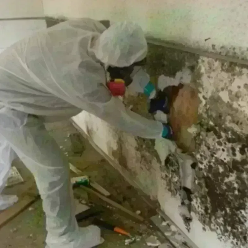 Mold Remediation and Removal in Apple Valley, CA